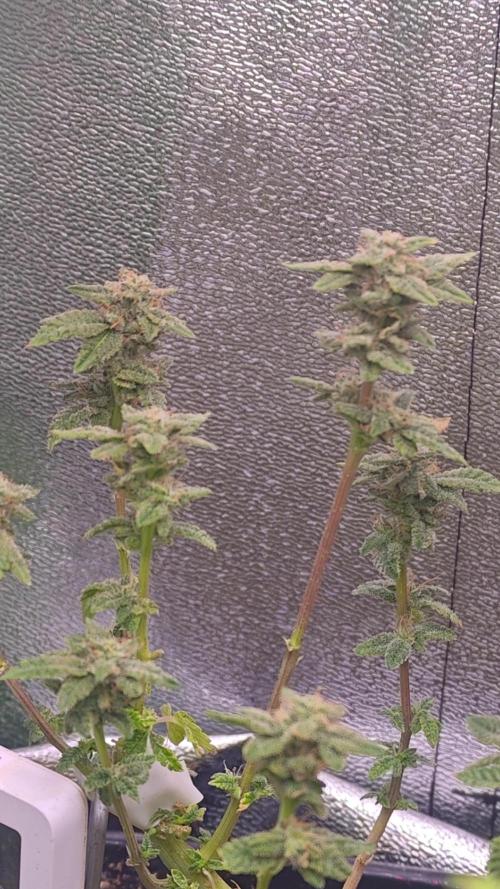 Mini grow bluberry. Week 14