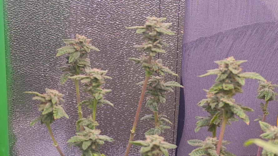 Mini grow bluberry. Week 14