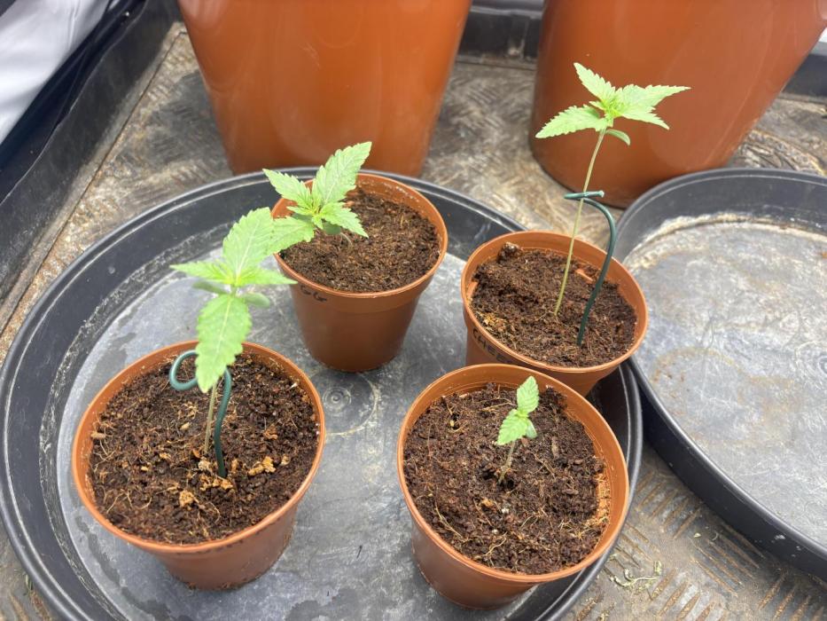 BBM - Tasty Terps. Week 1 - Little girl on the right 