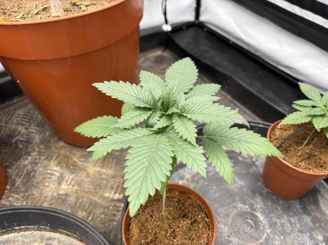 Cheese - The Exodus. Week 2
