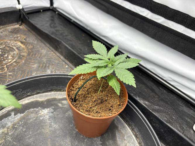 BBM - Tasty Terps. Week 2