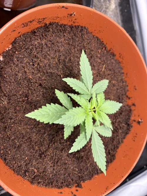 BBM - Tasty Terps. Week 2 - Transplanted with Great White shark