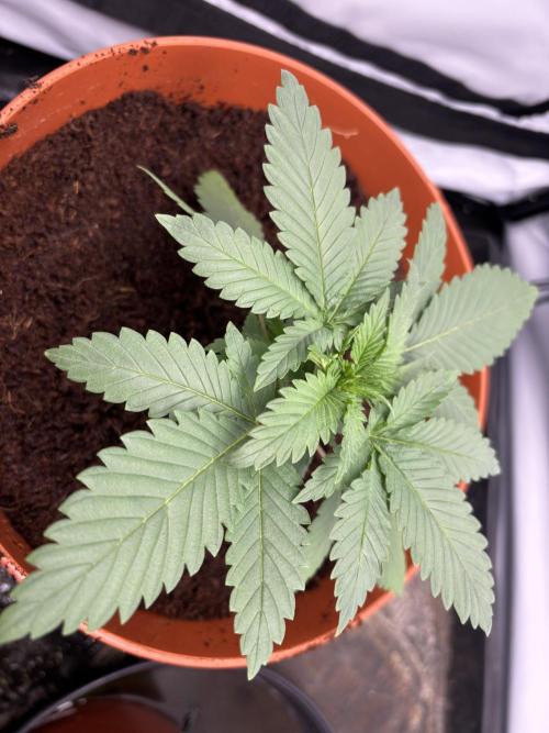 Cheese - The Exodus. Week 2 - Transplanted with Great White Shark