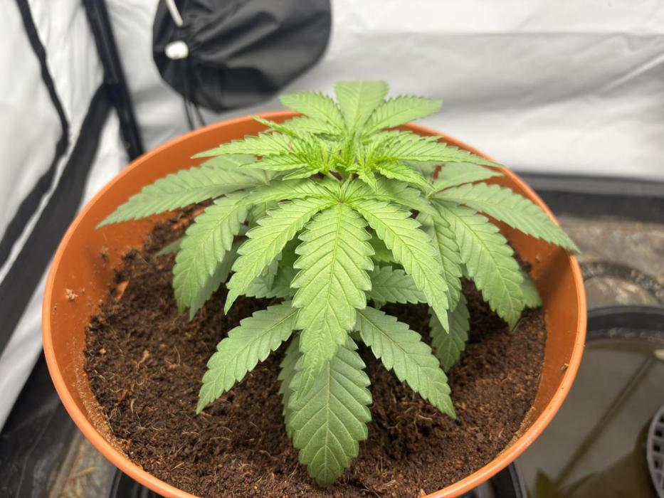 BBM - Tasty Terps. Week 3