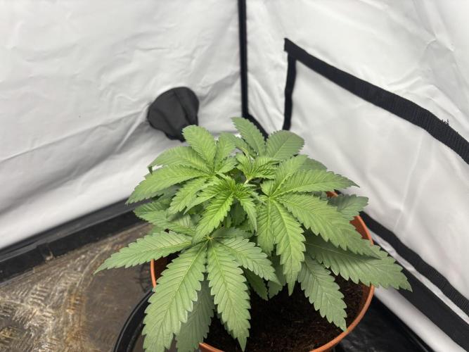 Cheese - The Exodus. Week 3