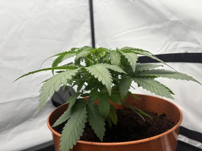 Cheese - The Exodus. Week 3