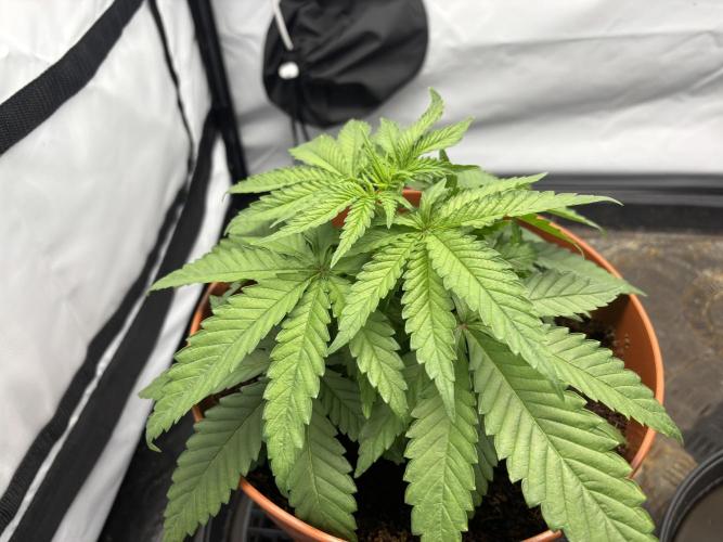 Blueberry Muffin. Week 3