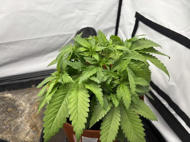 Cheese - The Exodus. Week 3