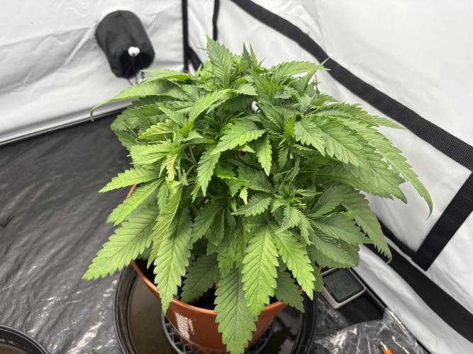 Cheese - The Exodus. Week 4
