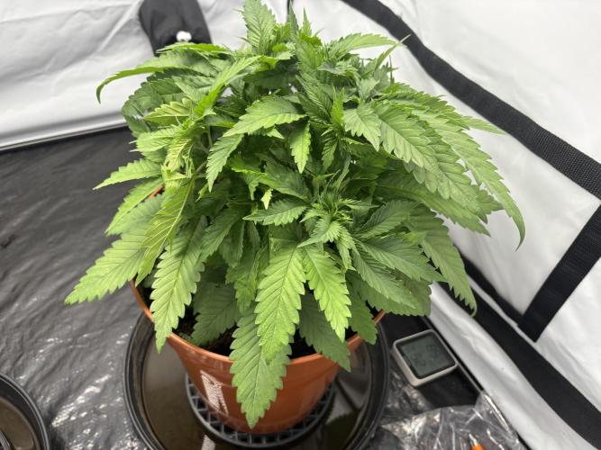 Cheese - The Exodus. Week 4