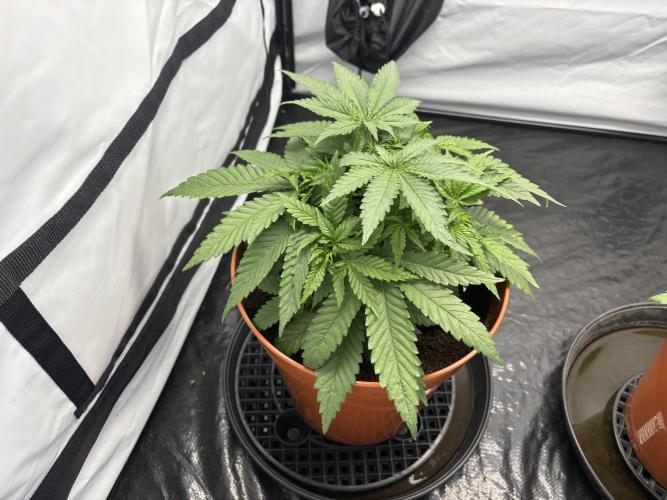 BBM - Tasty Terps. Week 4