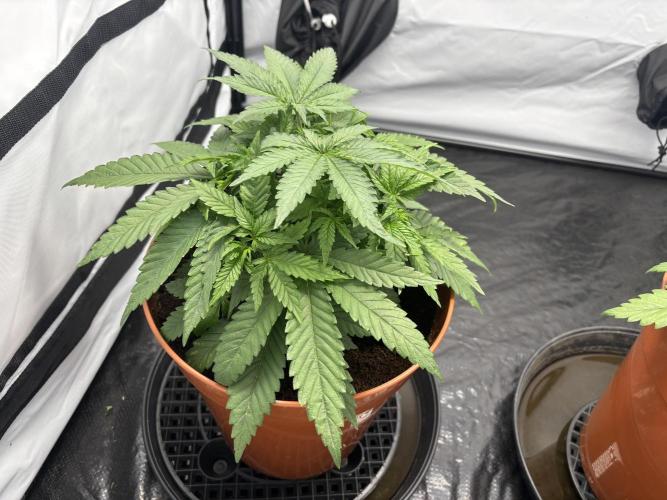 BBM - Tasty Terps. Week 4