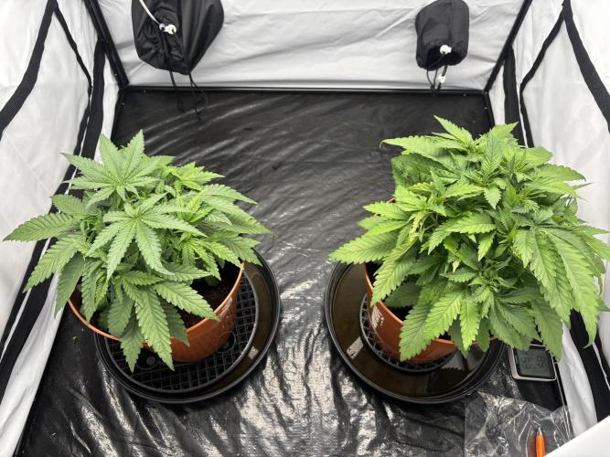 Blueberry Muffin. Week 4