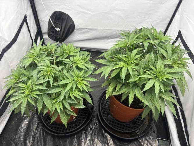 BBM - Tasty Terps. Week 5