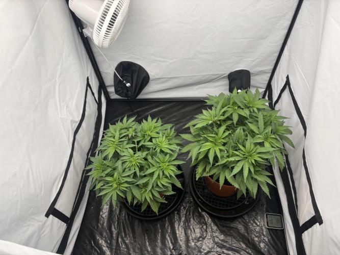 BBM - Tasty Terps. Week 5