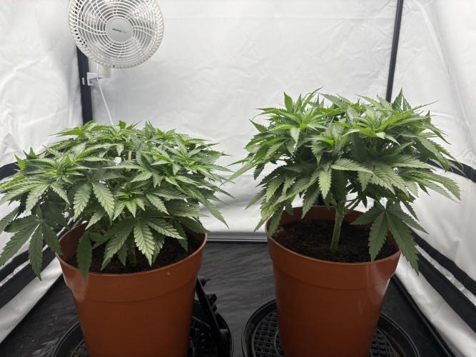 Cheese - The Exodus. Week 5