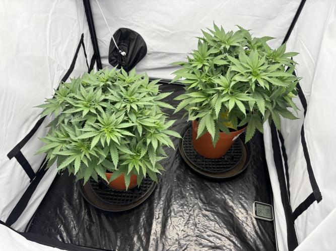 BBM - Tasty Terps. Week 5