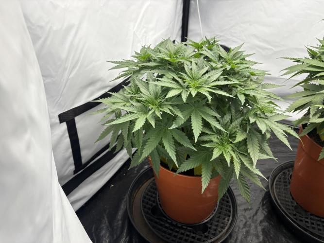 BBM - Tasty Terps. Week 5