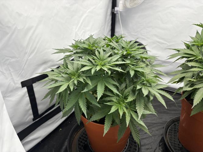 BBM - Tasty Terps. Week 5