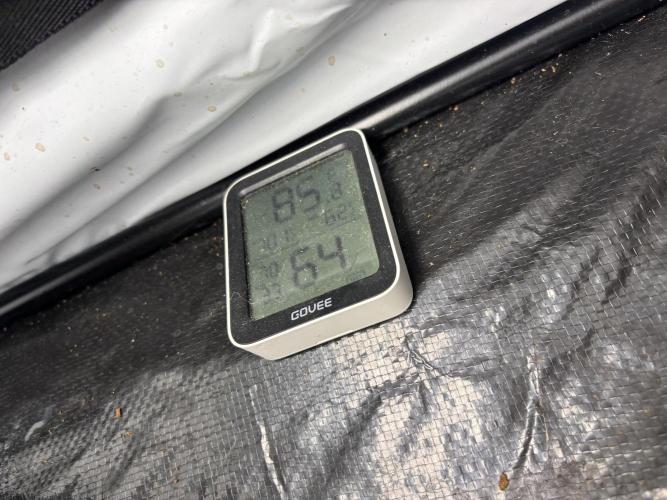 Cheese - The Exodus. Week 5