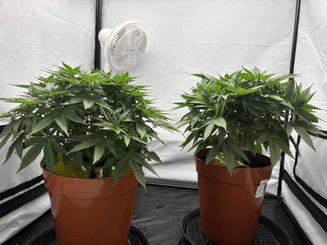 Cheese - The Exodus. Week 5