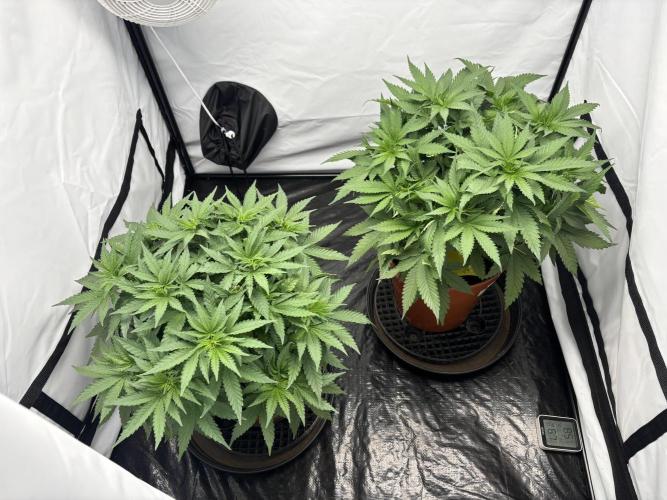 Cheese - The Exodus. Week 5