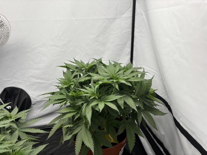Cheese - The Exodus. Week 5