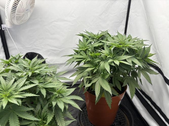 Cheese - The Exodus. Week 5