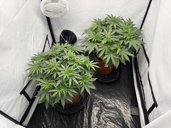 Cheese - The Exodus. Week 5