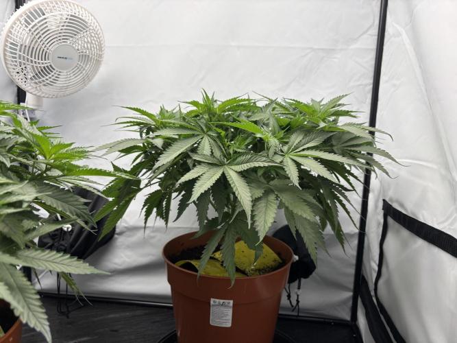 Cheese - The Exodus. Week 5