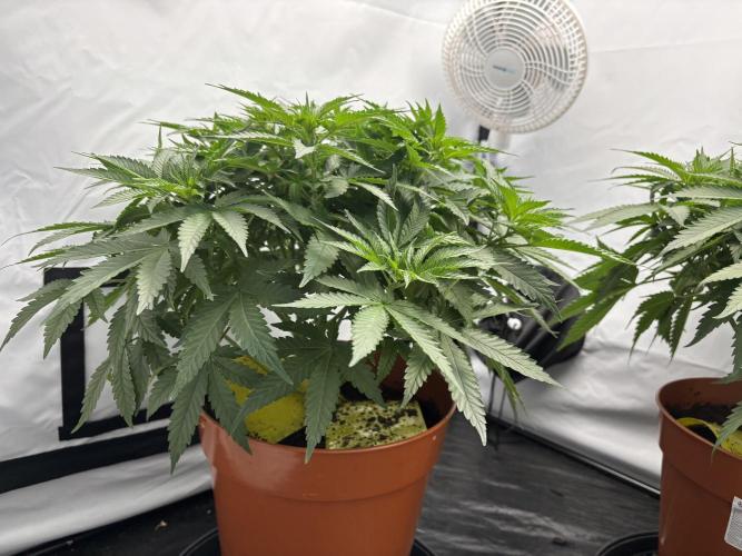 BBM - Tasty Terps. Week 5
