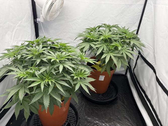 BBM - Tasty Terps. Week 5