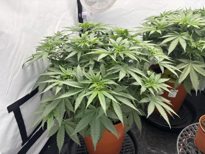 BBM - Tasty Terps. Week 6
