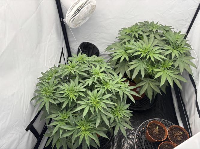 BBM - Tasty Terps. Week 6