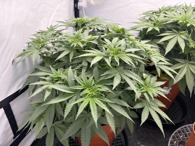BBM - Tasty Terps. Week 6