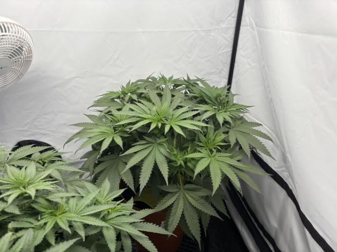 Cheese - The Exodus. Week 6