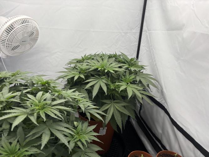 Cheese - The Exodus. Week 6