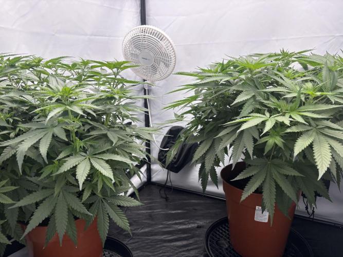 Cheese - The Exodus. Week 7 - Day 8 Flower