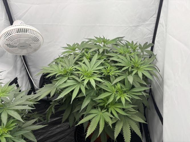 Cheese - The Exodus. Week 7 - Day 8 Flower