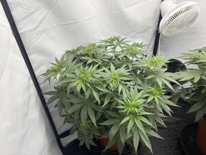 BBM - Tasty Terps. Week 7 - Day 8 Flower