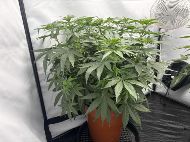 BBM - Tasty Terps. Week 7 - Day 8 Flower