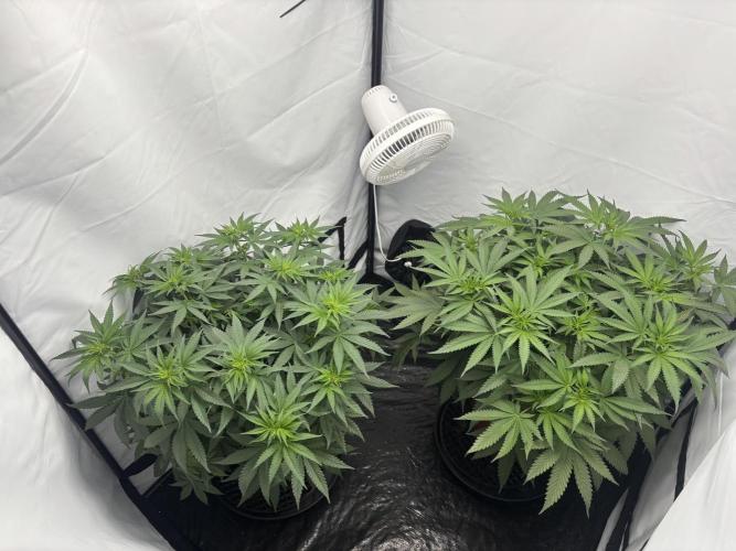 Blueberry Muffin. Week 7