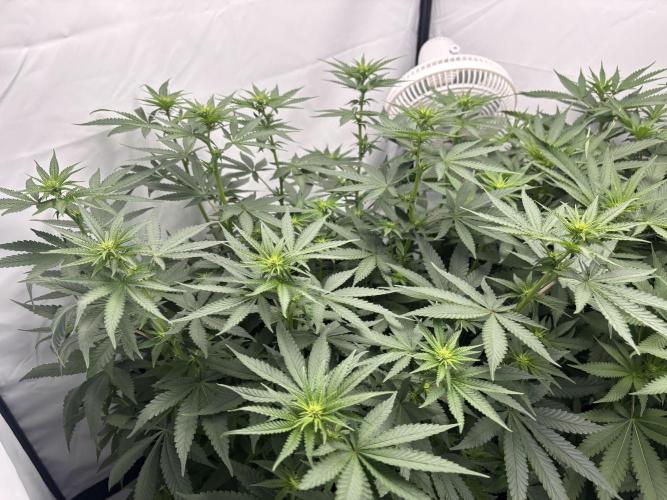 BBM - Tasty Terps. Week 7 - Day 12 Flower