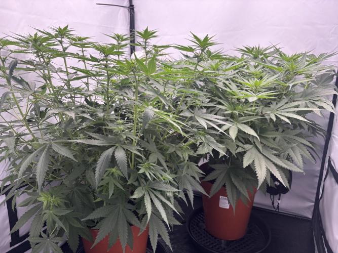 BBM - Tasty Terps. Week 7 - Day 12 Flower