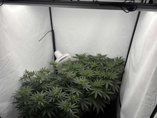 BBM - Tasty Terps. Week 7 - Day 12 Flower