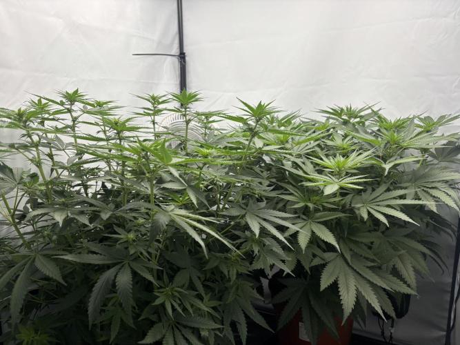 BBM - Tasty Terps. Week 7 - Day 12 Flower
