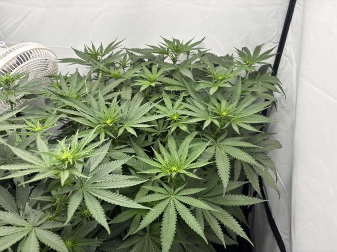 Cheese - The Exodus. Week 7 - Day 12 Flower