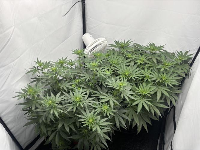 Cheese - The Exodus. Week 7 - Day 12 Flower