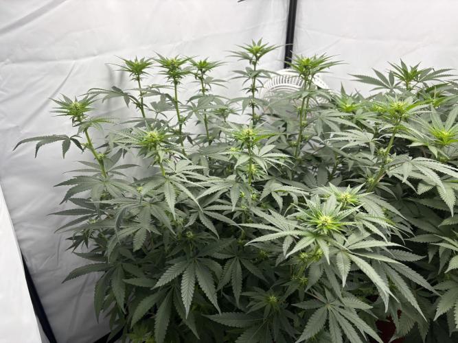 BBM - Tasty Terps. Week 8 - Day 15 flower (pre defol)
