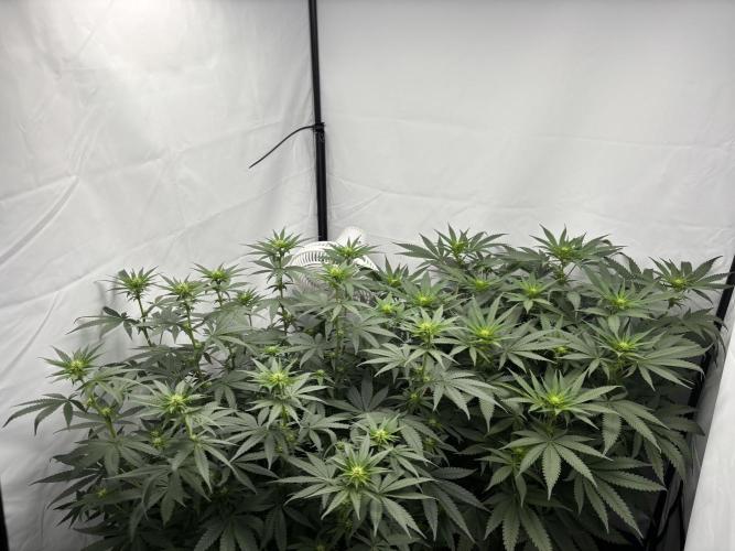 BBM - Tasty Terps. Week 8 - Day 15 flower (pre defol)